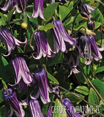 Powojnik Wielkokwiatowy - Clematis Rooguchi - doniczka 1 szt.