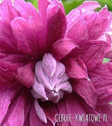 Powojnik Wielkokwiatowy - Clematis Viticella Purpurea Plena Elegans - doniczka 1