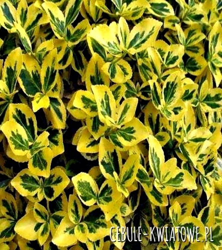 Trzmielina Canadale Gold 1 szt.