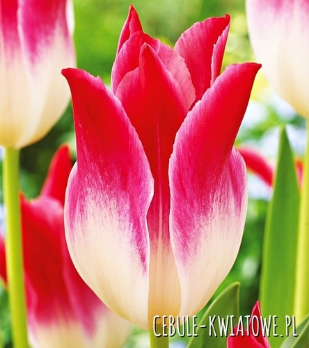 Tulipan Liliokształtny Whispering Dream 5 szt.