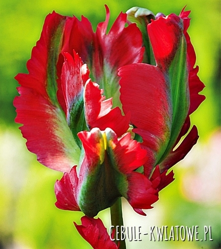 Tulipan Papuzi Red Wave 5 szt.