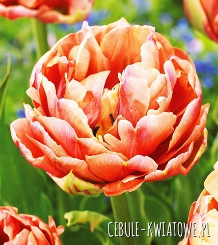 Tulipan Pełny Copper Image 5 szt.
