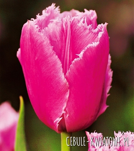 Tulipan Strzępiasty Pink Survival 5 szt.