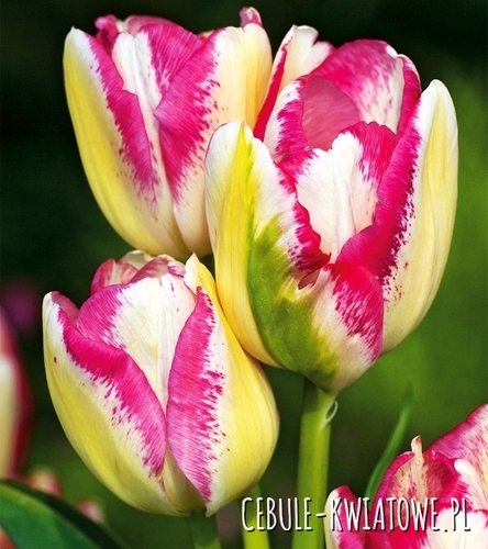 Tulipan Wielokwiatowy Del Piero 5 szt.
