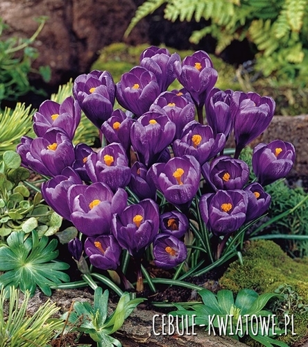 Krokus Wielkokwiatowy Flower Record XXL 10 szt.