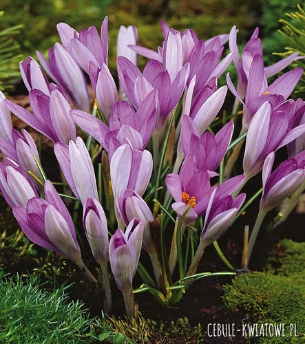 Krokus Wiosenny Roseus 10 szt.
