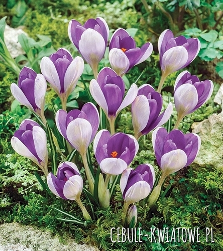Krokus Wiosenny Yalta 10 szt.