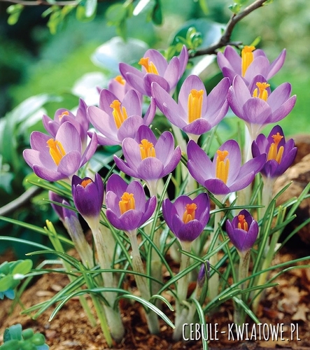 Krokus Wiosenny Barr's Purple 10 szt.