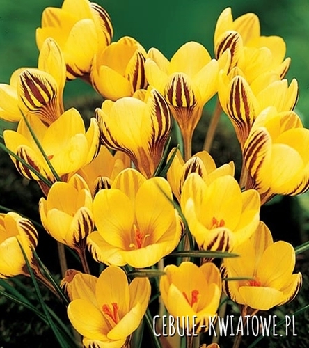 Krokus Wiosenny Early Gold 10 szt.