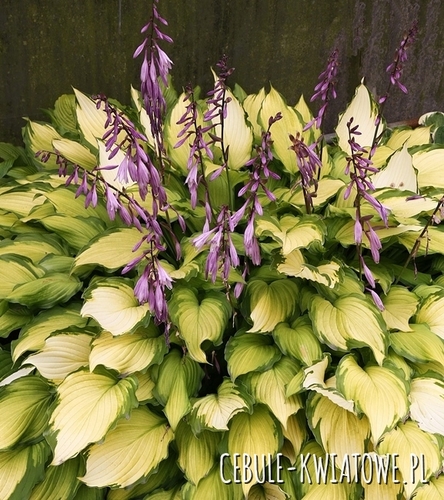 Hosta - Funkia Lady Guinevere 1 szt.