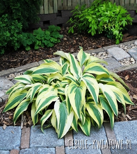 Hosta - Funkia Lakeside Dragonfly 1 szt.