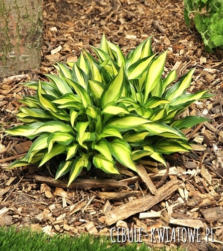Hosta - Funkia Lakeside Little Tuft 1 szt.