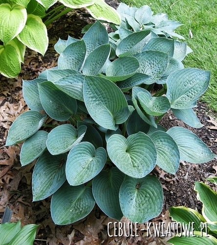 Hosta - Funkia Blue Vision 1 szt.