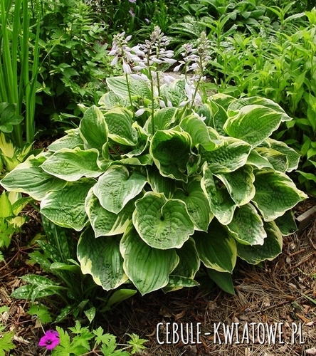 Hosta - Funkia Christmas Tree 1 szt.