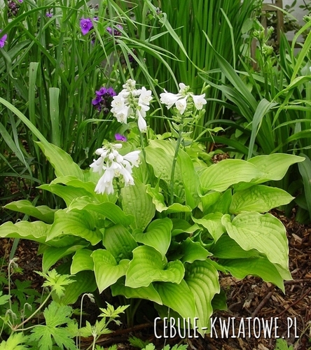 Hosta - Funkia Royal Standard 1 szt.