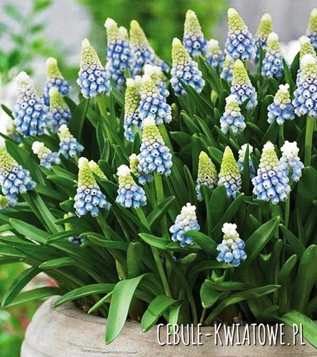 Muscari - Szafirek Aqua Magic 10 szt.