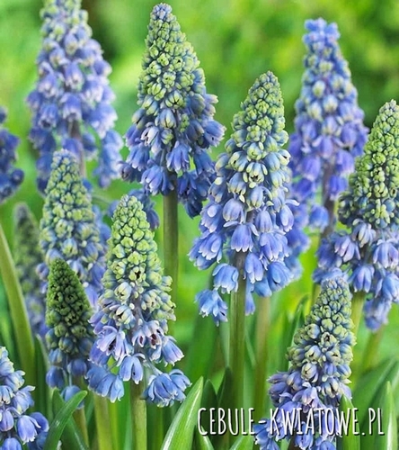 Muscari - Szafirek Artist 10 szt.