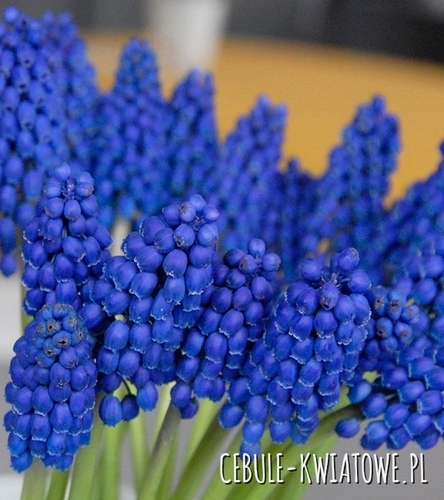Muscari - Szafirek Marleen 10 szt.