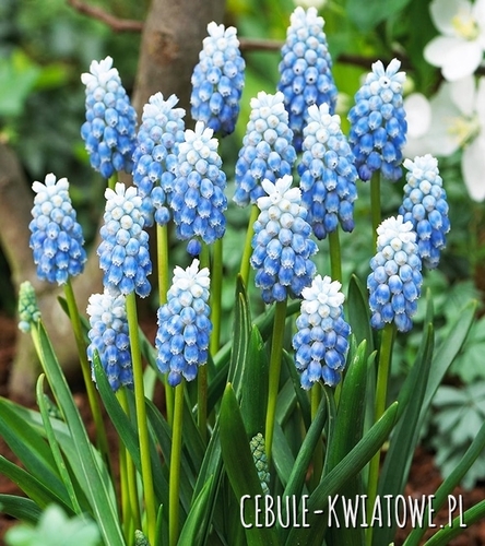 Muscari - Szafirek Peppermint 10 szt.