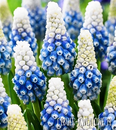 Muscari - Szafirek Mountain Lady 10 szt.