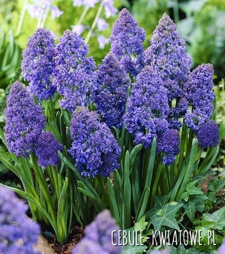 Muscari - Szafirek Fantasy Creation 10 szt.