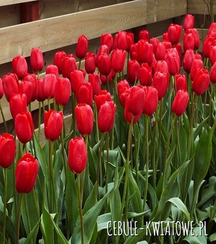 Tulipan Gigantyczny Sky High Scarlet 5 szt.