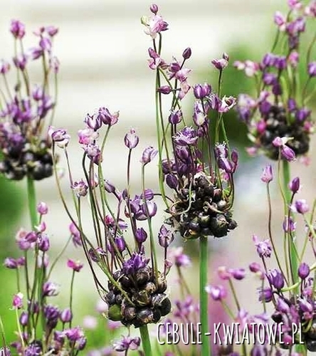 Allium - Czosnek Scorodoprasum Art. 10 szt.