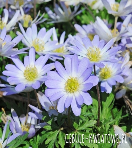 Anemon Grecki - Zawilec Blue Splendour 10 szt.