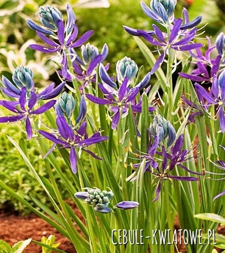 Camassia - Kamasja Quamash 10 szt.