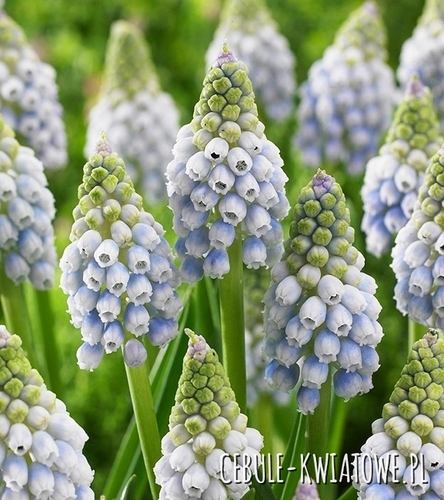 Muscari - Szafirek Ocean Magic 10 szt.
