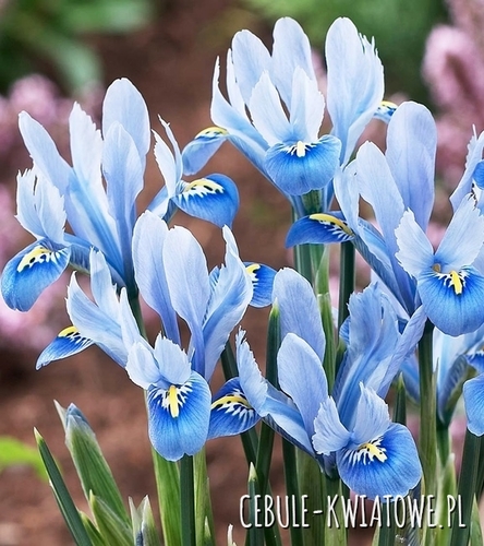 Iris Reticulata - Kosaciec Alida 10 szt.