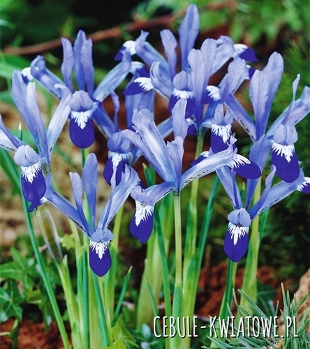 Iris Reticulata - Kosaciec Clairette 10 szt.