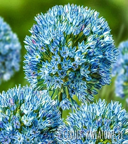 Allium - Czosnek Ozdobny Caesium 3 szt.