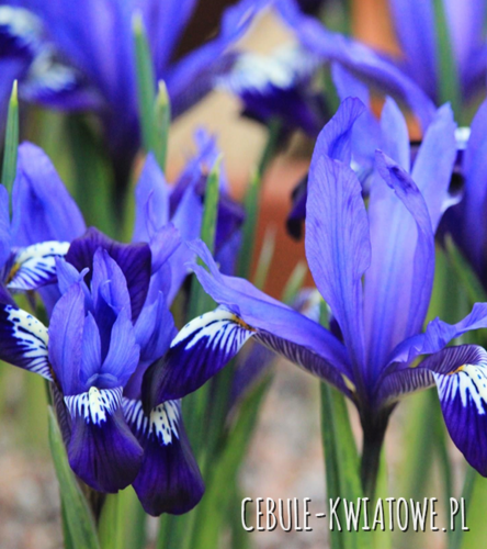 Iris Reticulata - Kosaciec Fabiola 10 szt.