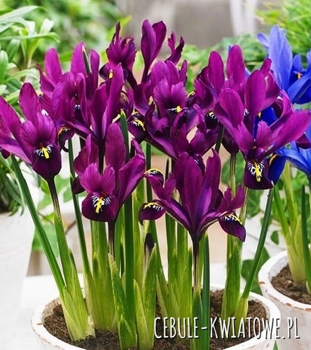 Iris Reticulata - Kosaciec S.J Dijt 10 szt.