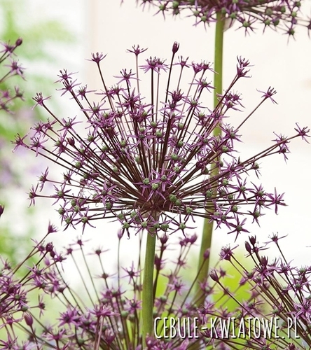 Allium - Czosnek Ozdobny Toabago 3 szt.
