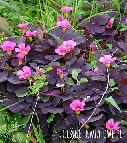 Oxalis - Szczawik Purpurea Garnet 3 szt.