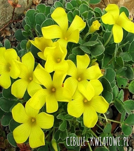 Oxalis - Szczawik Ken Aslet 3 szt.