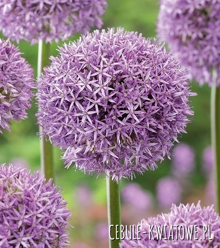 Allium - Czosnek Ozdobny Stipitatum 1 szt.