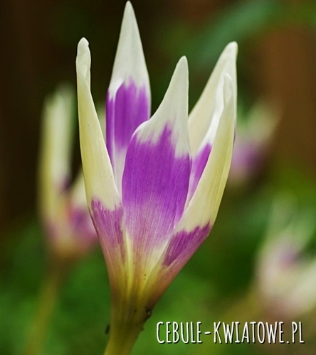 Colchicum - Zimowit Harlekijn 1 szt.