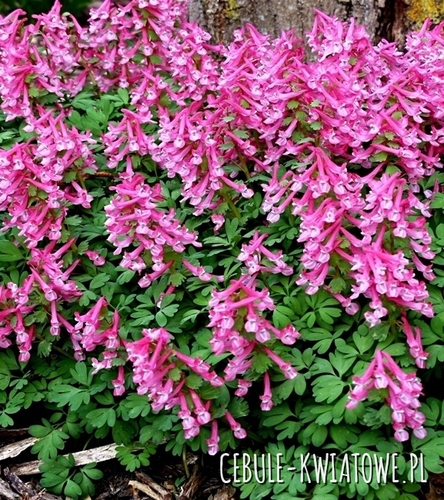 Corydalis - Kokorycz Beth Evans 5 szt.