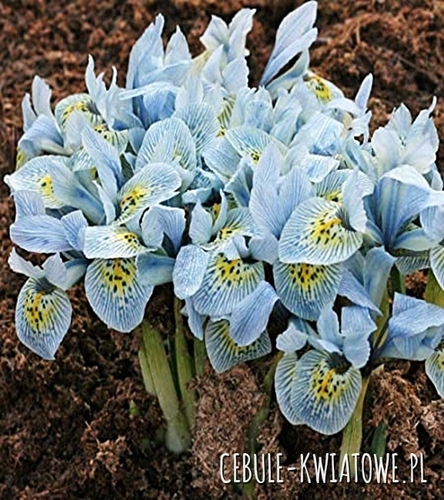 Iris Reticulata - Kosaciec Frank Elder 5 szt.