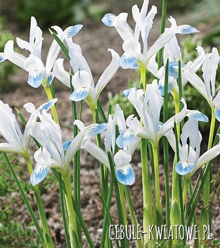 Iris Reticulata - Kosaciec Frozen Planet 5 szt.