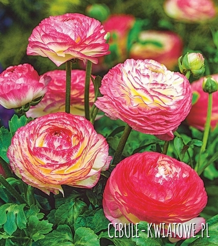 Jaskier Ranunculus Ranunculus Jaskier Biały 5 szt. - Cebule-kwiatowe.pl