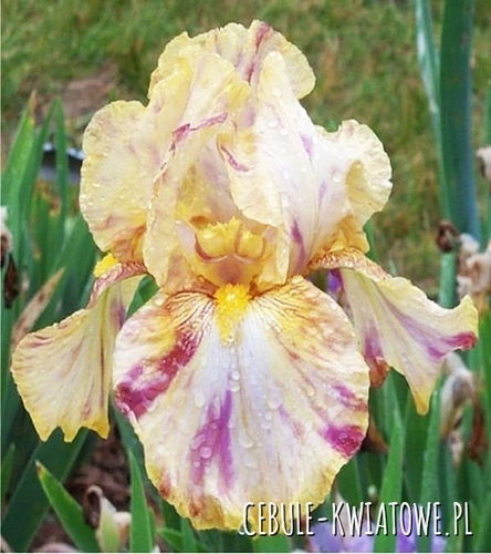 Irys Germanica - Bródkowy Autumn Years 1 szt.