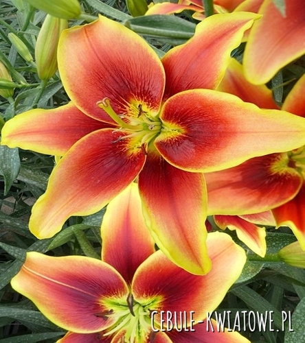 Lilia AOA Hybride Avalon Sunset 1 szt.