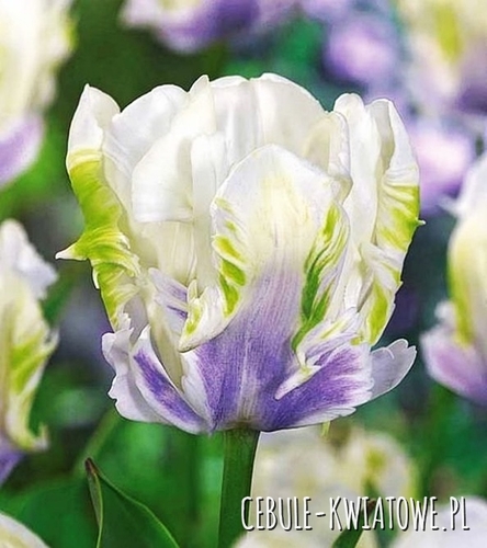 Tulipan Papuzi Snow Parrot 5 szt.