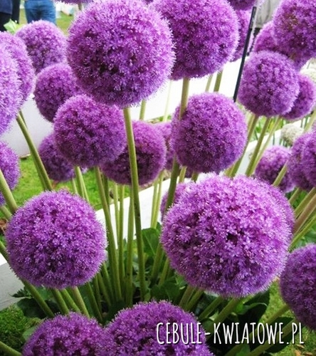 Allium - Czosnek Maxima 1 szt.