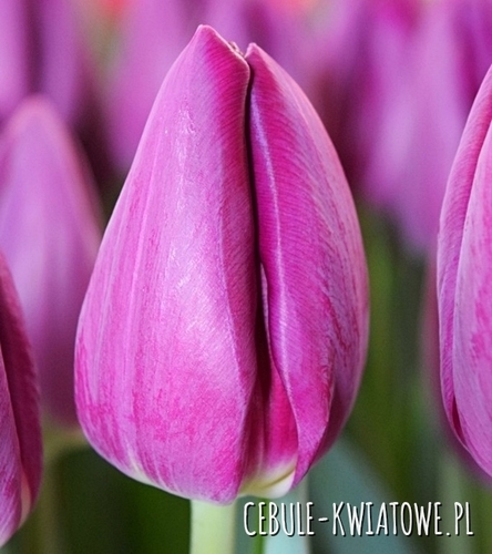 Tulipan Triumph Gigantyczny Bullit 5 szt.