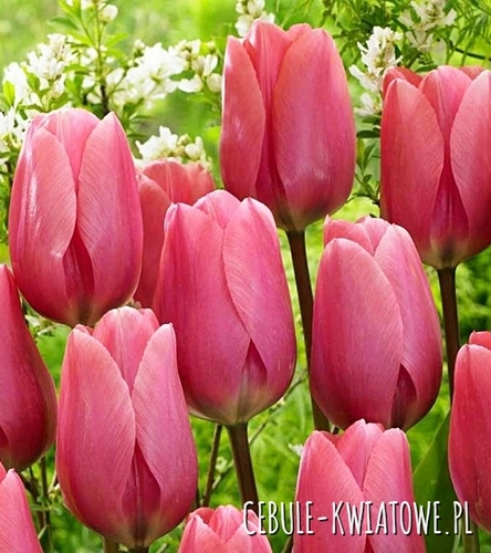 Tulipan Gigantyczny Big Love 5 szt.